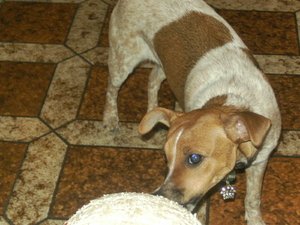 gast-haus-hundspieltliebermitballalsschach